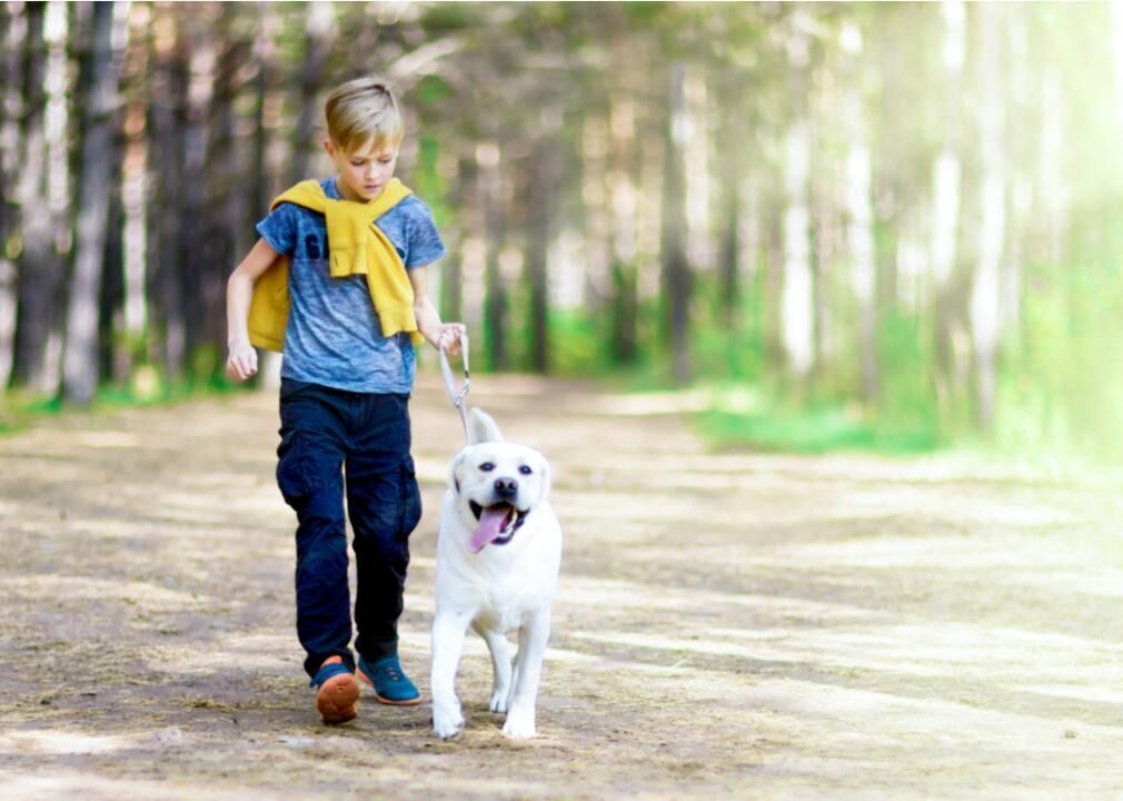 Groom and walk pets